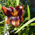 Лилейник Отэм Консерто (Hemerocallis Autumn Concerto), 1 шт