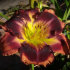 Лилейник Отэм Консерто (Hemerocallis Autumn Concerto), 1 шт