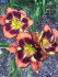 Лилейник Отэм Консерто (Hemerocallis Autumn Concerto), 1 шт