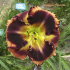 Лилейник Отэм Консерто (Hemerocallis Autumn Concerto), 1 шт