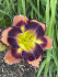 Лилейник Отэм Консерто (Hemerocallis Autumn Concerto), 1 шт