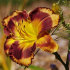 Лилейник Отэм Консерто (Hemerocallis Autumn Concerto), 1 шт