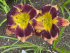 Лилейник Отэм Консерто (Hemerocallis Autumn Concerto), 1 шт