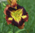 Лилейник Отэм Консерто (Hemerocallis Autumn Concerto), 1 шт