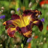 Лилейник Отэм Консерто (Hemerocallis Autumn Concerto), 1 шт