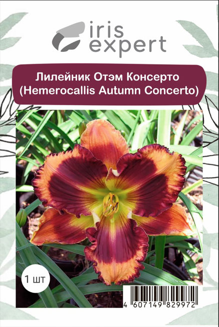 Лилейник Отэм Консерто (Hemerocallis Autumn Concerto), 1 шт