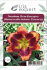 Лилейник Отэм Консерто (Hemerocallis Autumn Concerto), 1 шт