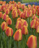Тюльпан Апельдорн Элит (Tulipa Apeldoorn Elite), 5 шт (разбор 11/12)