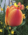Тюльпан Апельдорн Элит (Tulipa Apeldoorn Elite), 5 шт (разбор 11/12)