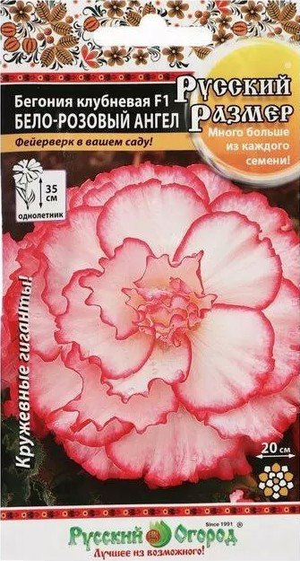 Купить бегония клубневая бело-розовый ангел f1, 5 шт (русский размер!) по цене 118 руб. в интернет магазине "Первые Семена"