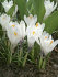 Крокус Жанна д`Арк (Crocus Jeanne d'Arc), 10 шт (разбор 9/10)