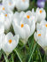 Крокус Жанна д`Арк (Crocus Jeanne d'Arc), 10 шт (разбор 9/10)