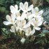 Крокус Жанна д`Арк (Crocus Jeanne d'Arc), 10 шт (разбор 9/10)