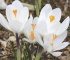 Крокус Жанна д`Арк (Crocus Jeanne d'Arc), 10 шт (разбор 9/10)