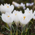 Крокус Жанна д`Арк (Crocus Jeanne d'Arc), 10 шт (разбор 9/10)