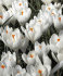 Крокус Жанна д`Арк (Crocus Jeanne d'Arc), 10 шт (разбор 9/10)
