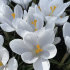Крокус Жанна д`Арк (Crocus Jeanne d'Arc), 10 шт (разбор 9/10)