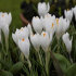 Крокус Жанна д`Арк (Crocus Jeanne d'Arc), 10 шт (разбор 9/10)