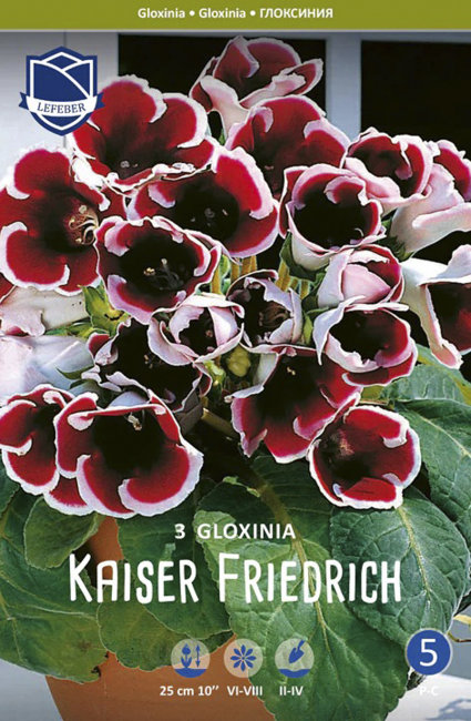 Глоксиния Кайзер Фридрих (Kaiser Friedrich), 3 шт