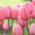 Тюльпан Пинк Импрешн (Tulipa Pink Impression), 5 шт (разбор 11/12)
