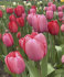 Тюльпан Пинк Импрешн (Tulipa Pink Impression), 5 шт (разбор 11/12)