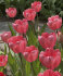 Тюльпан Пинк Импрешн (Tulipa Pink Impression), 5 шт (разбор 11/12)