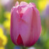 Тюльпан Пинк Импрешн (Tulipa Pink Impression), 5 шт (разбор 11/12)
