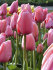 Тюльпан Пинк Импрешн (Tulipa Pink Impression), 5 шт (разбор 11/12)