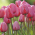 Тюльпан Пинк Импрешн (Tulipa Pink Impression), 5 шт (разбор 11/12)