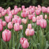 Тюльпан Пинк Импрешн (Tulipa Pink Impression), 5 шт (разбор 11/12)