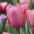 Тюльпан Пинк Импрешн (Tulipa Pink Impression), 5 шт (разбор 11/12)