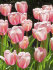 Тюльпан Пинк Импрешн (Tulipa Pink Impression), 5 шт (разбор 11/12)