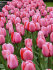 Тюльпан Пинк Импрешн (Tulipa Pink Impression), 5 шт (разбор 11/12)
