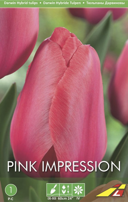 Тюльпан Пинк Импрешн (Tulipa Pink Impression), 5 шт (разбор 11/12)