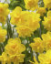 Нарцисс Голден Делишез (Narcissus Golden Delicious), 10 шт (разбор 10/12)
