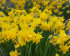 Нарцисс Голден Делишез (Narcissus Golden Delicious), 10 шт (разбор 10/12)