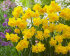Нарцисс Голден Делишез (Narcissus Golden Delicious), 10 шт (разбор 10/12)