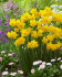 Нарцисс Голден Делишез (Narcissus Golden Delicious), 10 шт (разбор 10/12)