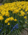 Нарцисс Голден Делишез (Narcissus Golden Delicious), 10 шт (разбор 10/12)