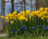 Нарцисс Голден Делишез (Narcissus Golden Delicious), 10 шт (разбор 10/12)