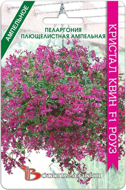 Пеларгония плющелистная ампельная Кристал Квин F1 Роуз, 5 шт семян