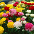 Ранункулюс азиатский смесь (Ranunculus asiaticus Mix), 15 шт (разбор 7/8)