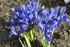 Ирис ретикулата Хармони (Iris reticulata Harmony), 20 шт (разбор 6/7)