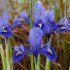 Ирис ретикулата Хармони (Iris reticulata Harmony), 20 шт (разбор 6/7)