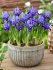 Ирис ретикулата Хармони (Iris reticulata Harmony), 20 шт (разбор 6/7)