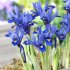Ирис ретикулата Хармони (Iris reticulata Harmony), 20 шт (разбор 6/7)