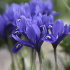 Ирис ретикулата Хармони (Iris reticulata Harmony), 20 шт (разбор 6/7)