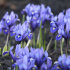 Ирис ретикулата Хармони (Iris reticulata Harmony), 20 шт (разбор 6/7)