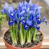 Ирис ретикулата Хармони (Iris reticulata Harmony), 20 шт (разбор 6/7)