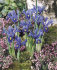 Ирис ретикулата Хармони (Iris reticulata Harmony), 20 шт (разбор 6/7)